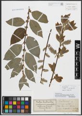 Foto von Salix appendiculata Vill. x Salix caprea L.